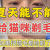 夏天能不能给猫剃毛，养猫5年的人做个解答