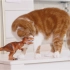 【SuriNoel】【中字】猫咪喜欢恐龙