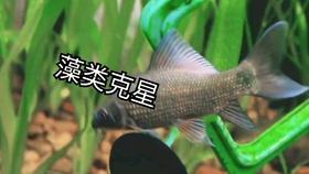 9b7ec0fe9a54cff692d6b91e2ff68174b63ff263.jpg@280w_158h_1c_100q.jpg