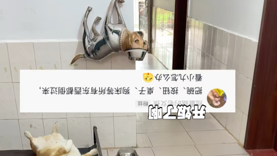 狗：怎么回事？怎么都倒过来了？