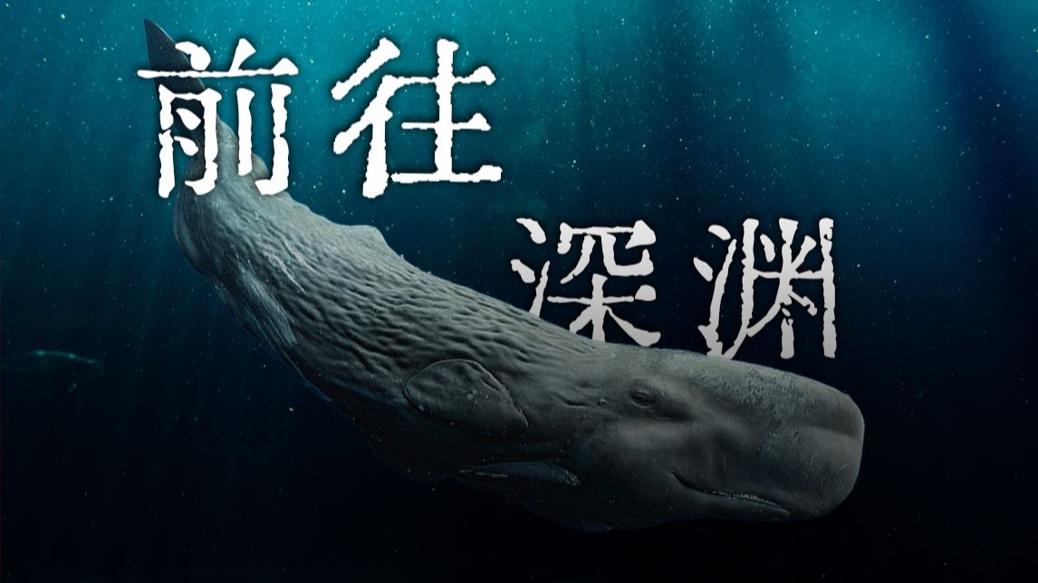 抹香鲸：凝望深渊的孤勇