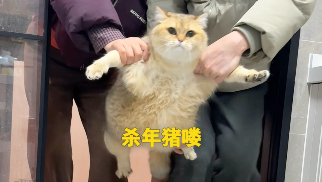 猪咪也是猪！