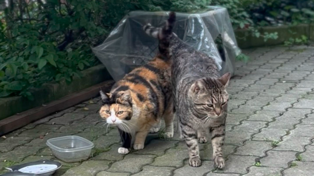早就识破我伎俩的猫猫