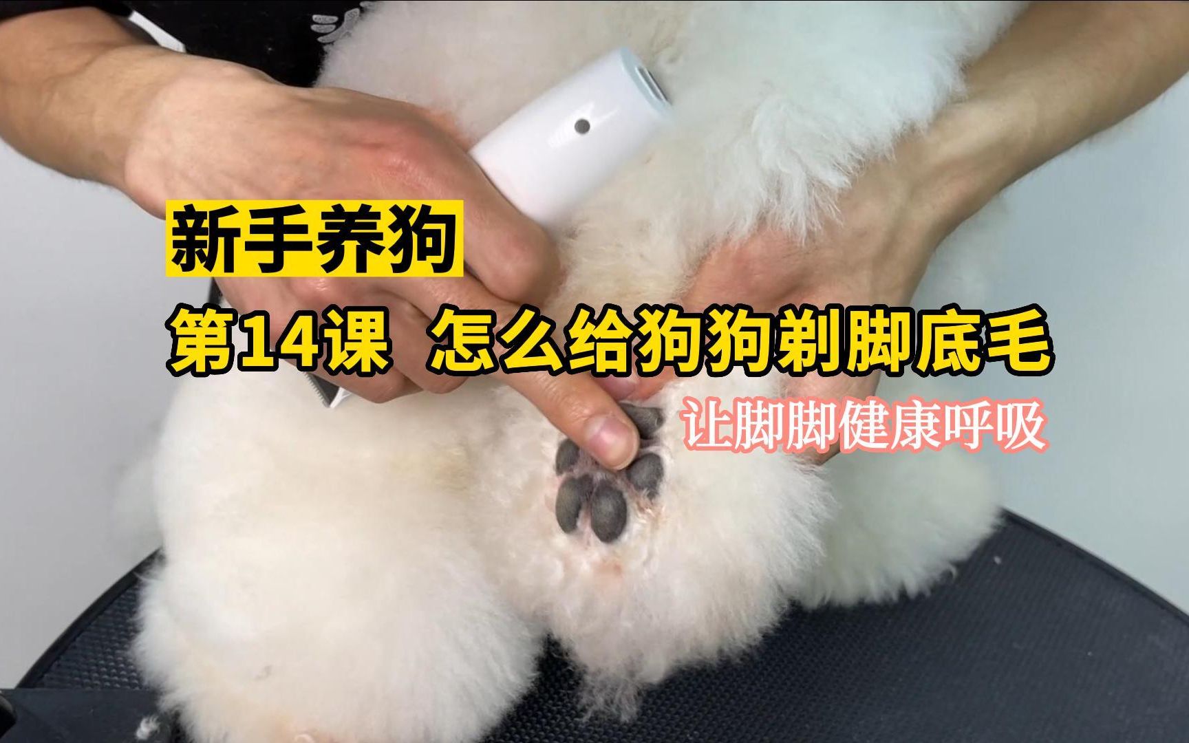 养狗必备技能，狗狗剃脚底毛保姆级教程