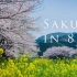 【高清/自然风景】日本樱花季Sakura in 8K