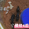 横纹齿猛蚁新后 同巢四后 出幼了