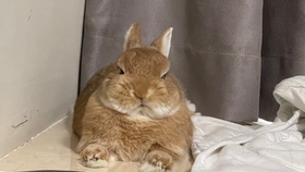 兔子可以吃哪些天然树叶 9c04c7872d12371e01a944808c57302317fc7de4.jpg@280w_158h_1c_100q.jpg