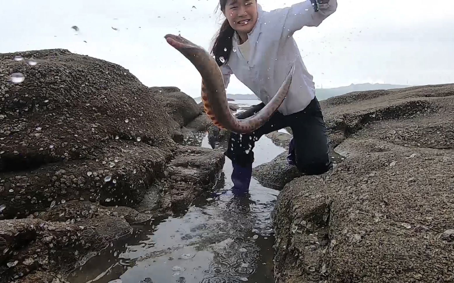 皮皮勇闯海鲜岛赶海发现岛内凶猛大物觅食几百一斤真难擒