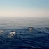 蔚蓝之境✖化身孤岛的鲸 【震撼的央视纪录片】