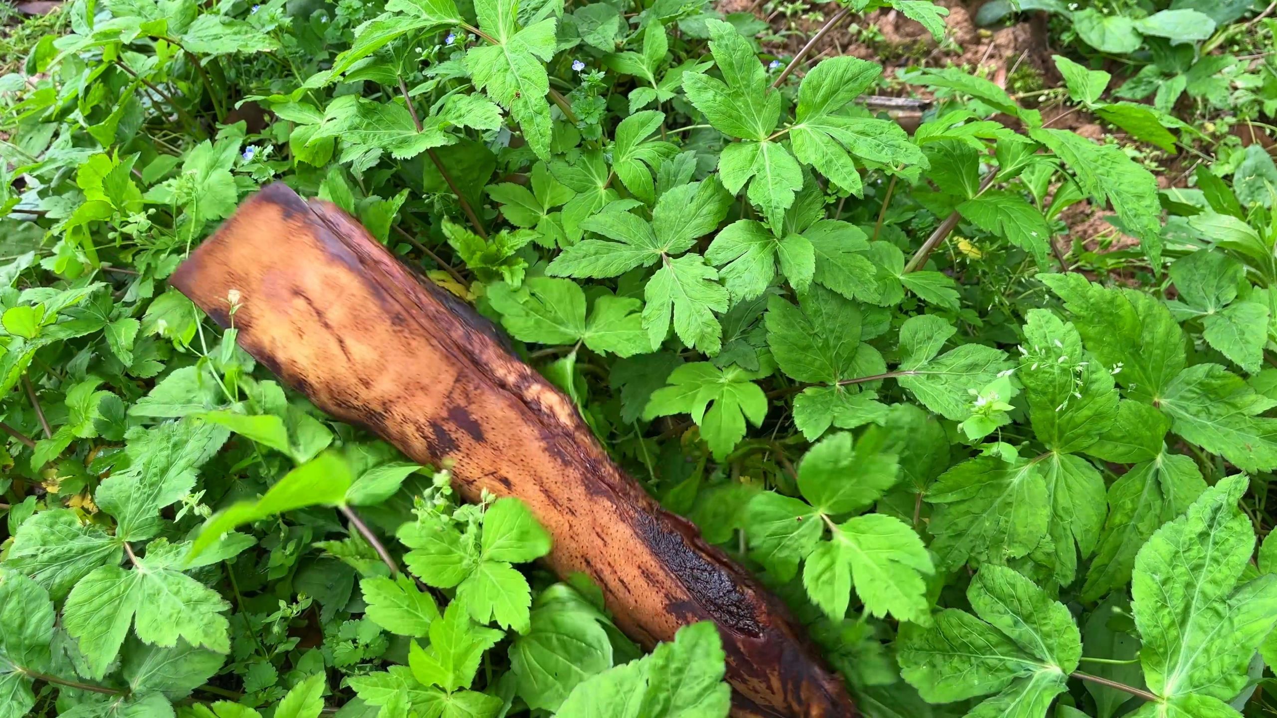 当湘西腊肉王碰上了这两种野菜会发生什么