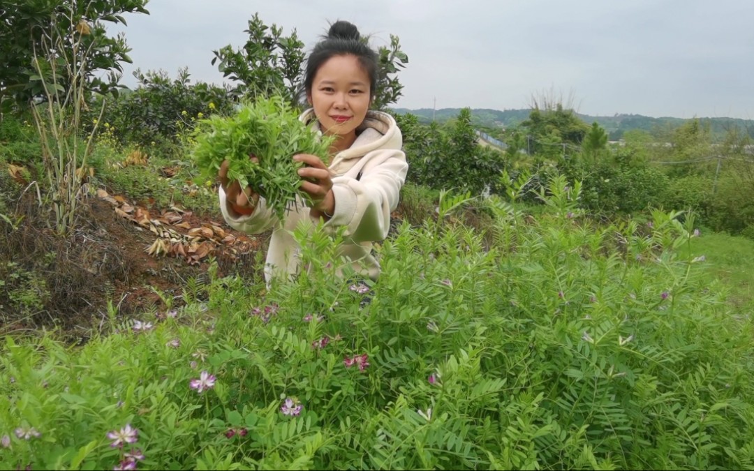 偶遇一大片野豌豆苗，媳妇掐嫩尖尖回家炒，它曾是饥荒时的救命菜