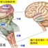 神经解剖4 脑干 20201202_1