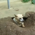 狗狗在院子里挖了个洞，住在里面不肯出来了，原来是有原因的