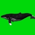 c398神奇梦幻海底鱼鲲巨大鲸鱼类特写绿屏抠像背景AE PR会声会影视频制作后期合成素材