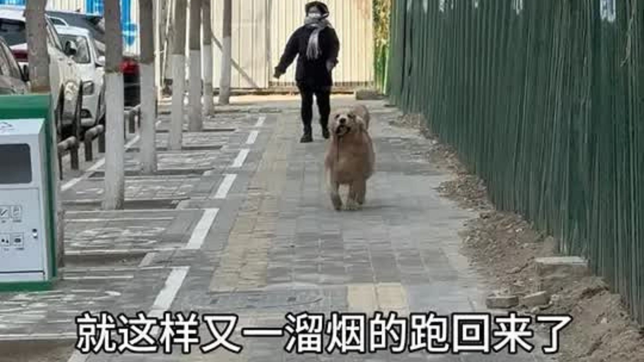 把金毛交给陌生人看看它会不会跟着走
