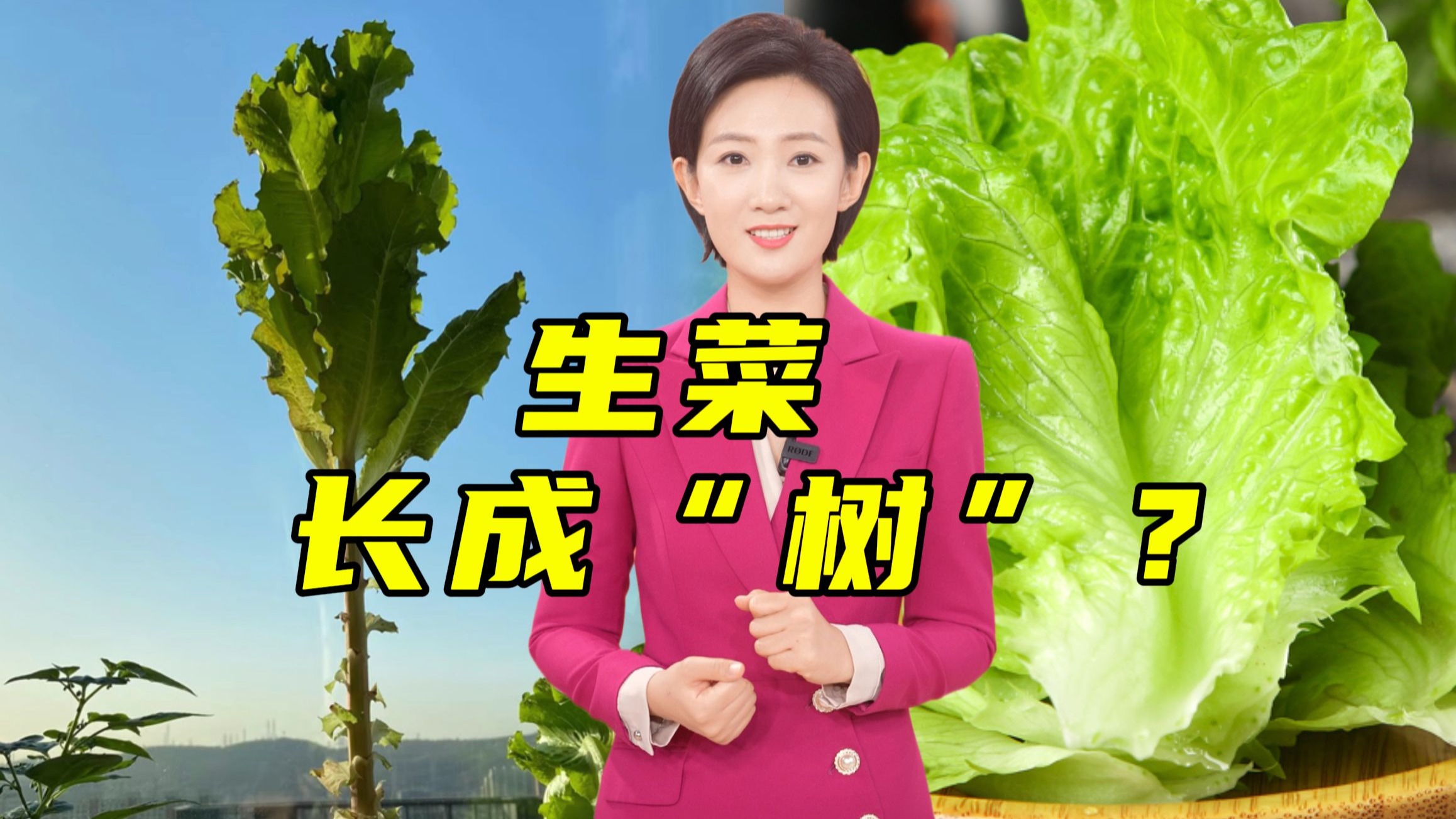 薅半年生菜变“大树” 还能吃出莴笋味？！【主播说三农】