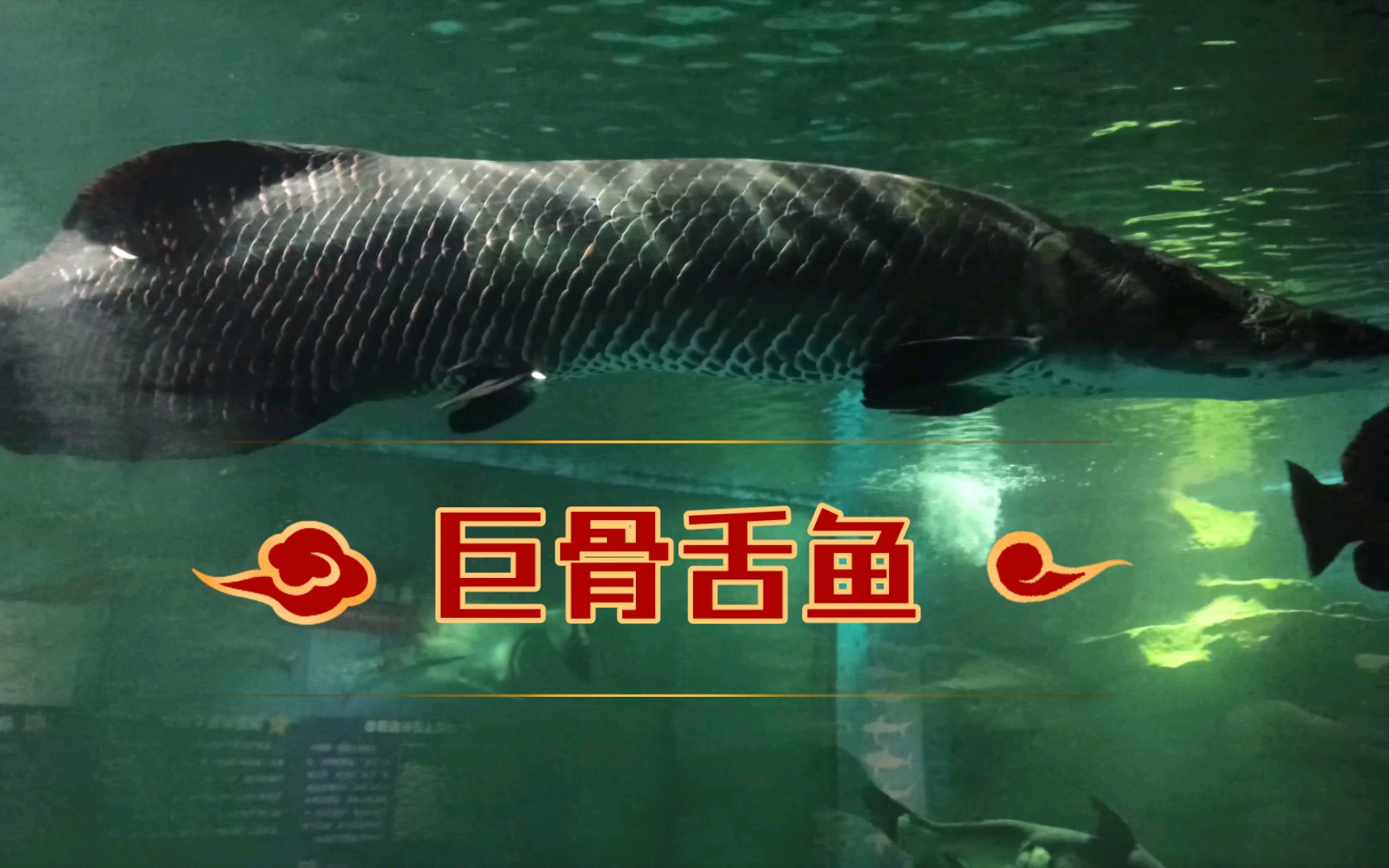 【巨骨舌鱼】海洋馆里的几条巨骨舌鱼,有波光粼粼的感觉!