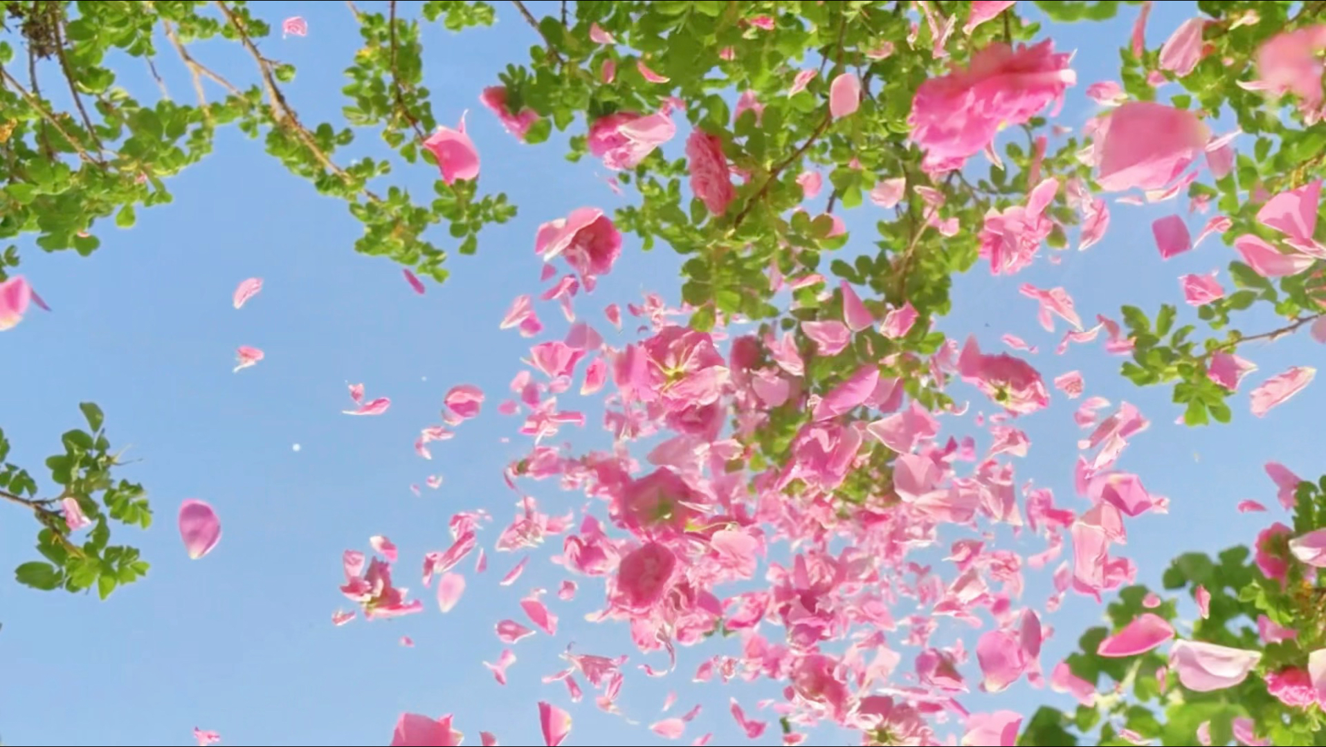 “春风有信，花开有期，所有的美好都已经在路上～”