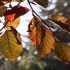 【空镜头】秋天黄叶红叶秋季 素材分享