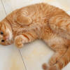 原来我的猫竟然有那么多的怪癖