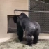 黑猩猩的漂移美臀秀，不得不说，还真的挺翘的......