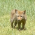 摄影师在草丛里拍到了一只郊狼幼崽，来听“恶狼”咆哮