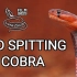 【转载】（ Living Zoology）红喷毒眼镜蛇