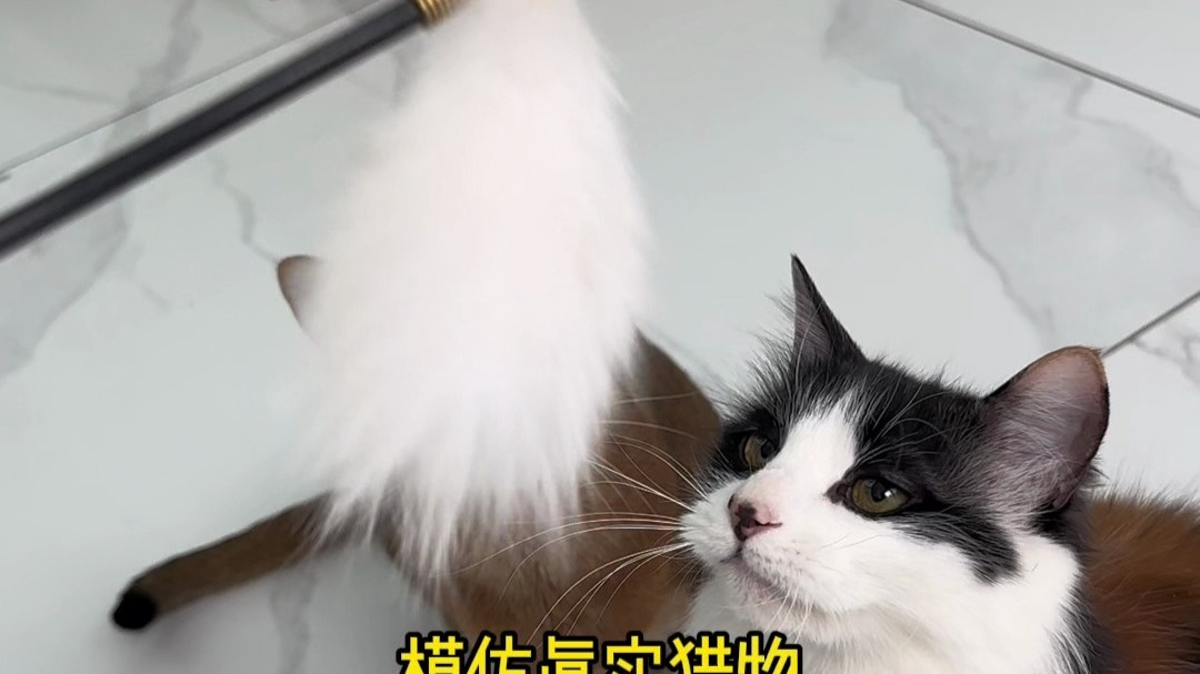 别让逗猫棒，变成致命游戏！