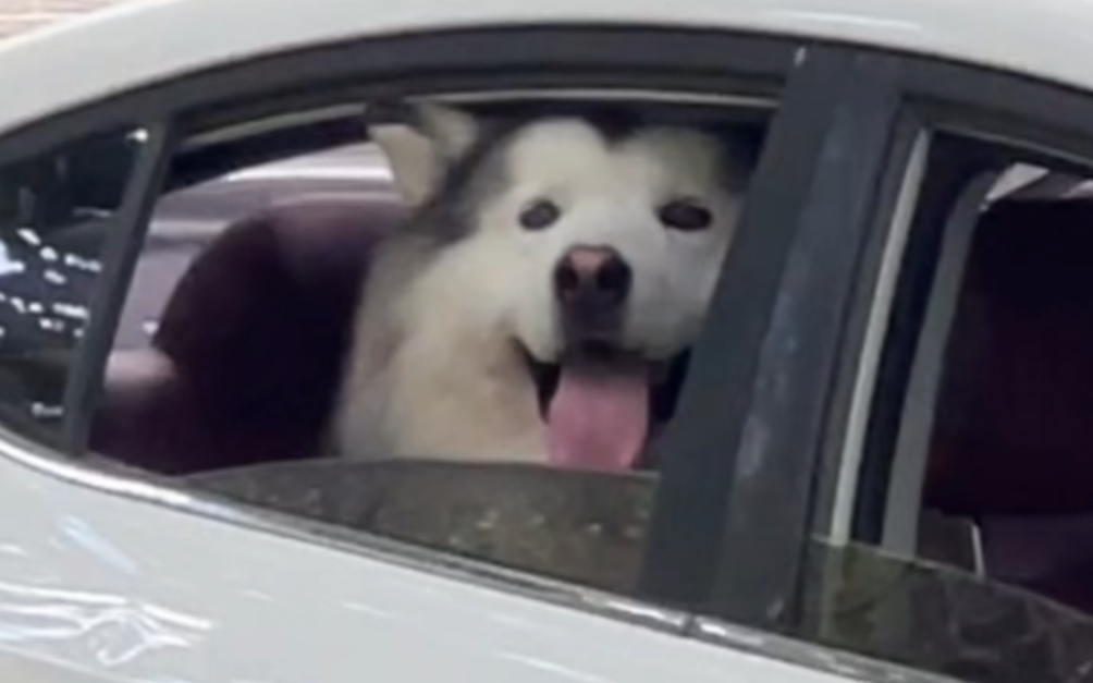 当小狗一个狗坐在车里遇到陌生人时