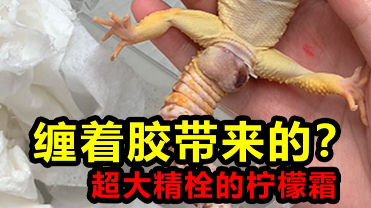缠着胶带来的？？超大精栓柠檬霜？？？？