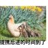 母鸡带小鸭互动环节