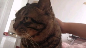 猪吃饭发出声音 9ce643e0a712412af03310482cfdb3b147a6ce9c.jpg@280w_158h_1c_100q.jpg