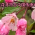 被樱花刷屏，海棠花才符合中国传统审美啊