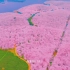 这里不是日本，是中国贵州平坝。全世界最大的樱花园，带上你喜欢的人，来贵州看樱花吧。