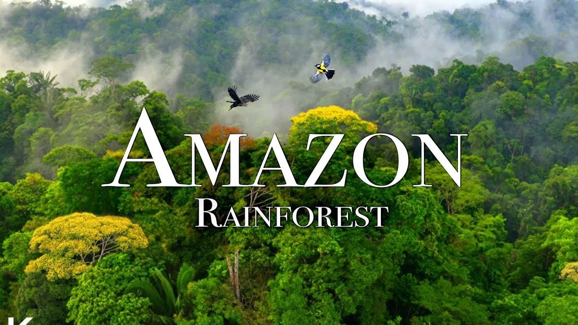 世界最大热带雨林 亚马逊 4K - 风光影片