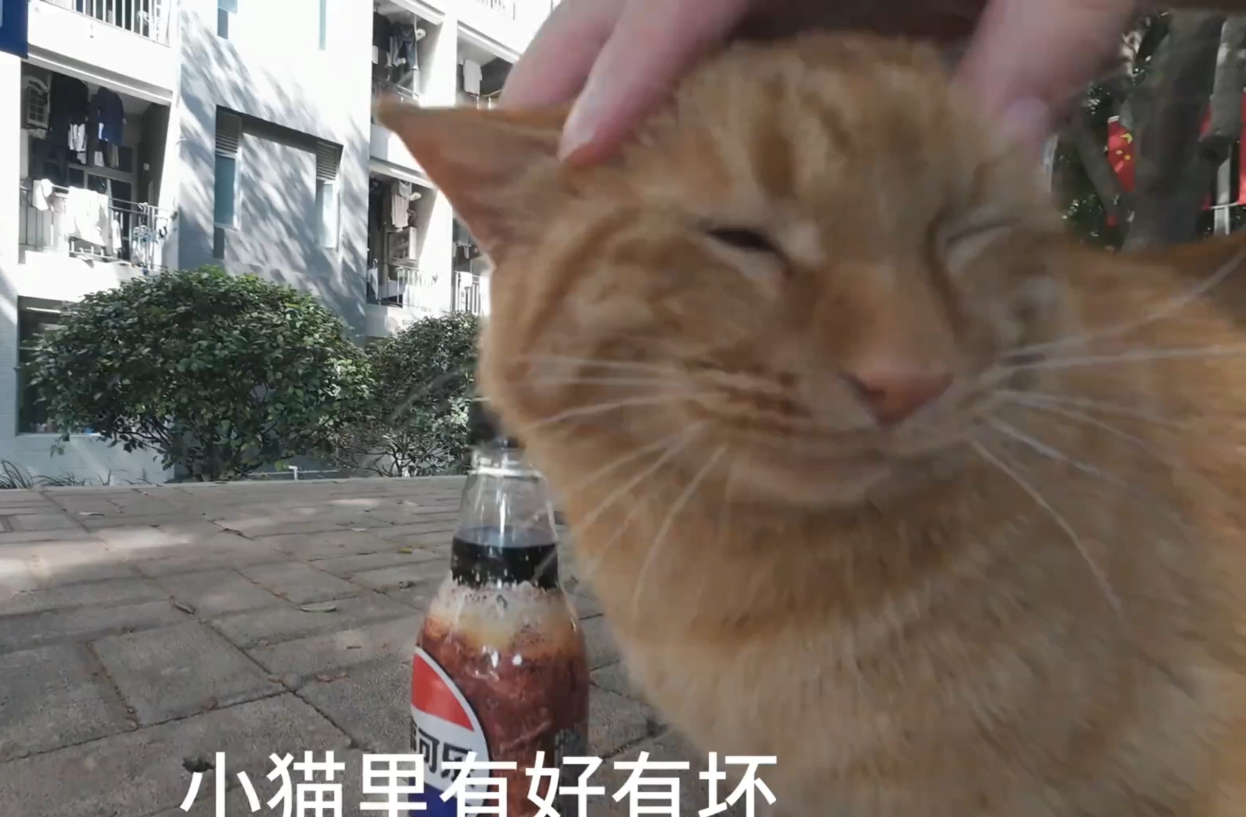圆头贪吃の猫师傅