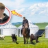 外国小伙放羊初体验！骑马被狗追？在新疆草原也太难了吧！