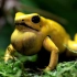 Top5地球上毒性最强的青蛙，猎人喜欢把它们的毒液涂在箭头上！