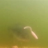 水下镜头记录卷尾蛆的泳姿以及诱鱼攻击的瞬间