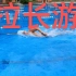 【游泳示范】大池100米自由泳1分5秒拉长游