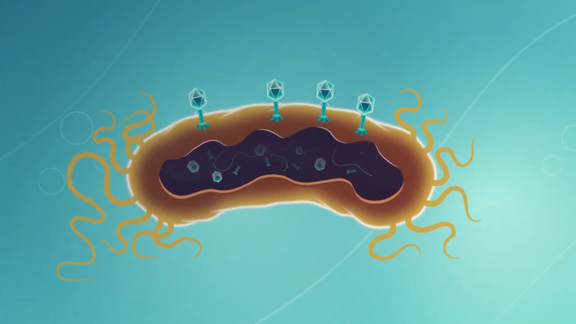 噬菌体侵染大肠杆菌的实验：赫尔希和蔡斯真是个天才