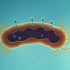 噬菌体侵染大肠杆菌的实验：赫尔希和蔡斯真是个天才
