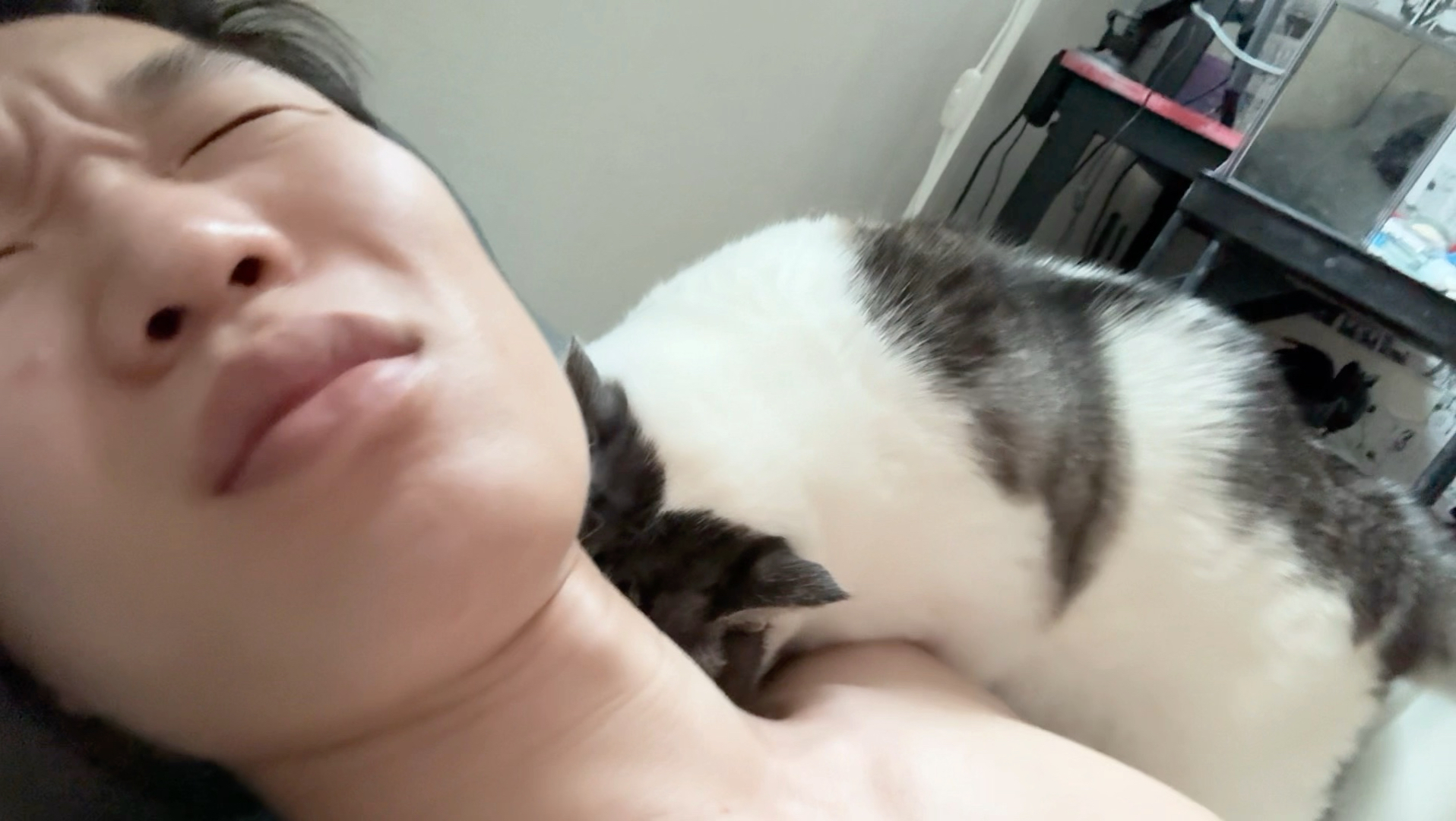 猫咪强制爱
