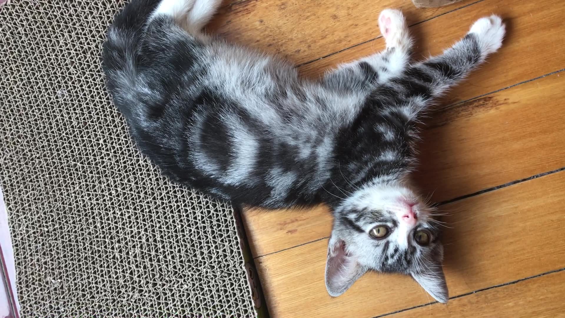 偷拍喵星人睡觉被发现啦