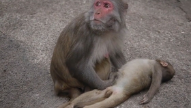 9d6a6874443f6cb072c4a7d745af519fd185a23f.jpg@280w_158h_1c_100q.jpg