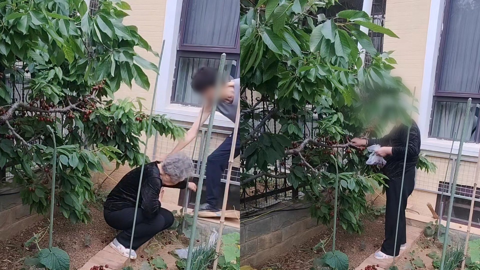 88岁老太连续2天偷摘樱桃，被劝阻还拿笤帚打主人，见老人蹲地不起，主人连喊“求放过”