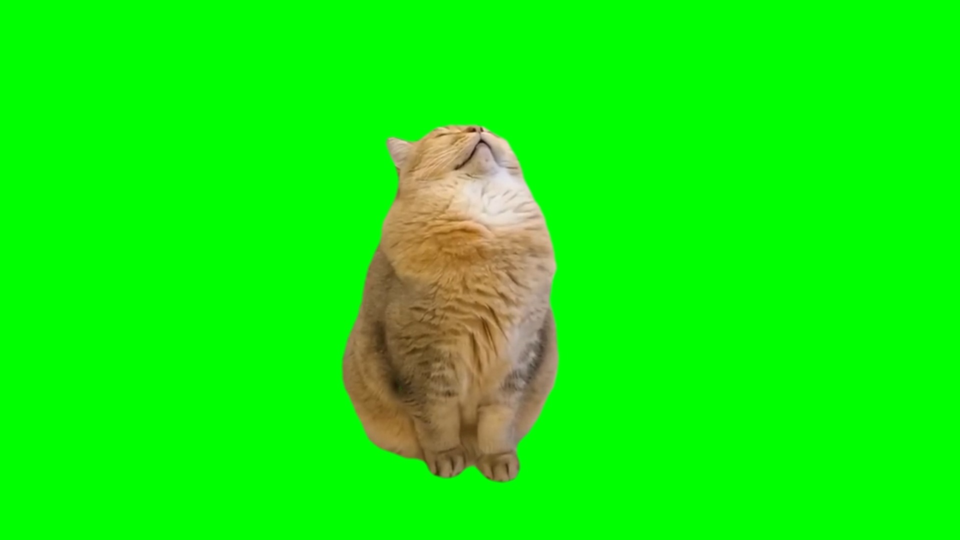 【高清无水印】打瞌睡猫meme绿幕素材30秒