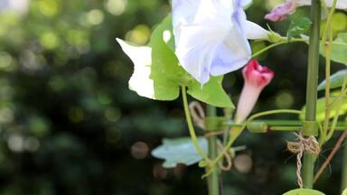 <em class="keyword">牵牛花</em>的一生-从播种到开花