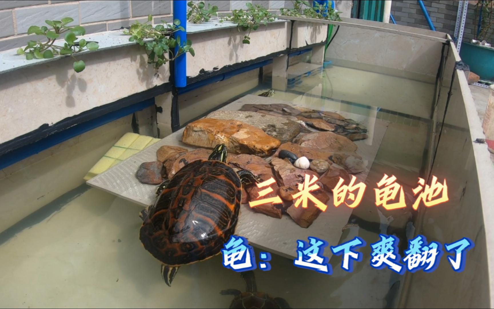 三米龟池，给乌龟换个大别野，让它们游个痛快。