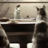 【萌宠】日本猫咪食物广告合集